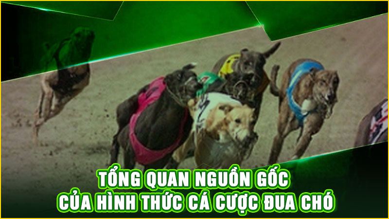 tổng quan nguồn gốc của hình thức cá cược đua chó